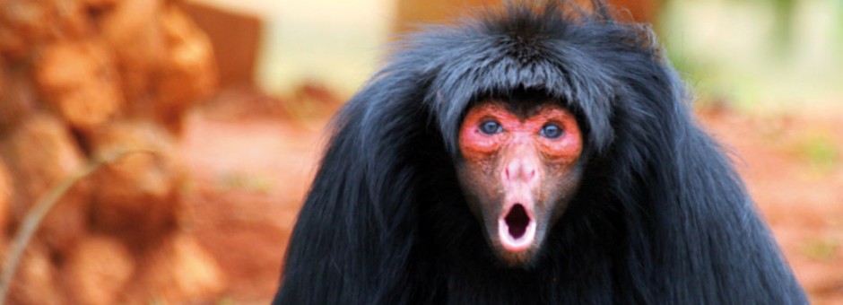 Macaco