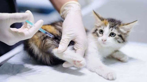 03_guideline-vacinacao-gatos-corpo