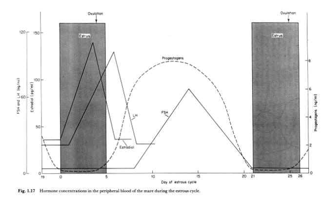 Concentrações hormonais no sangue periférico da égua durante o ciclo estral