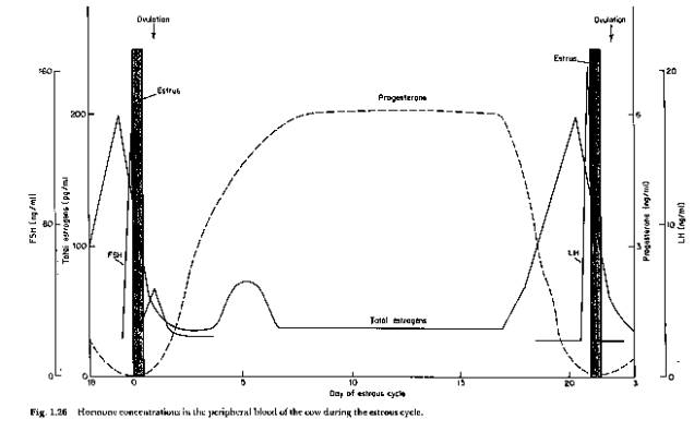 Concentrações hormonais no sangue periférico da vaca durante o ciclo estral