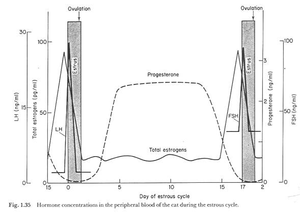 Concentrações hormonais no sangue periférico do gato no ciclo estral