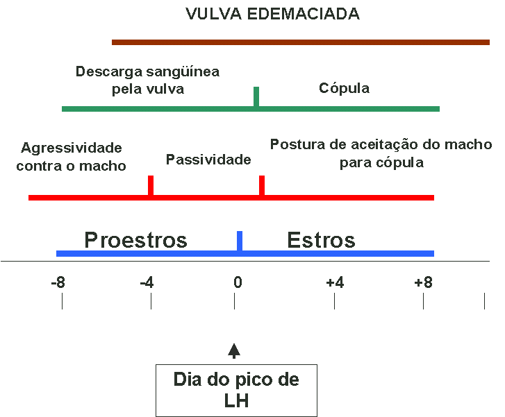 Mudanças durante o estro de cadelas