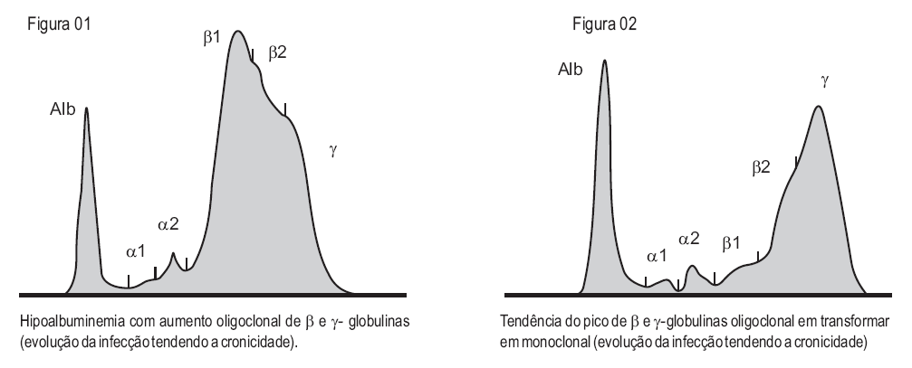 Evolução da infecção tendendo a cronicidade