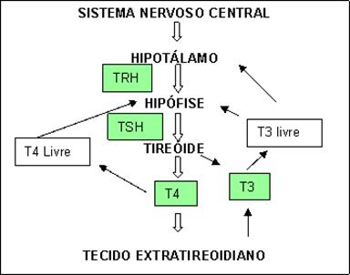 Hipotireoidismo Canino - Regulação da secreção dos hormônios