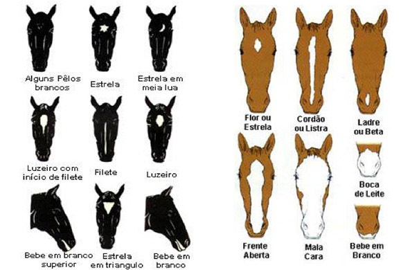 Pelagens de equinos 🐎🐴  Dicas de cavalo, Medicina veterinária, Citações  equestres