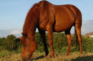 Pelagem dos Equídeos Alazã Cereja | Laboratório Veterinário Santé