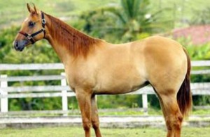 Pelagem dos Equídeos Alazã Sobre Baia | Laboratório Veterinário Santé