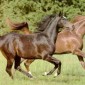 Pelagem dos Equídeos Alazã Tostada | Laboratório Veterinário Santé