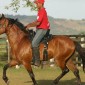 Pelagem dos Equídeos Castanha | Laboratório Veterinário Santé