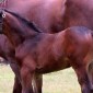 Pelagem dos Equídeos Castanha Escura | Laboratório Veterinário Santé