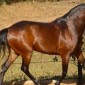 Pelagem dos Equídeos Castanha Zaina | Laboratório Veterinário Santé