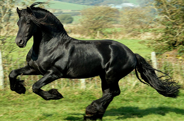 Pelagens de equinos 🐎🐴  Dicas de cavalo, Medicina veterinária, Citações  equestres