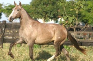 Pelagem dos Equídeos Tordilha Cardã | Laboratório Veterinário Santé