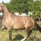 Pelagem dos Equídeos Tordilha Cardã | Laboratório Veterinário Santé