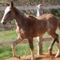 Pelagem dos Equídeos Tordilha | Laboratório Veterinário Santé