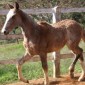 Pelagem dos Equídeos Tordilha | Laboratório Veterinário Santé