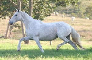 Pelagem dos Equídeos Tordilha Pedrez | Laboratório Veterinário Santé