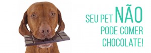 Chocolate pode causar envenenamento no seu cachorro