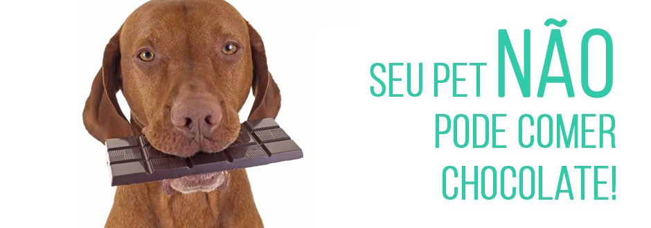 Chocolate pode causar envenenamento no seu cachorro