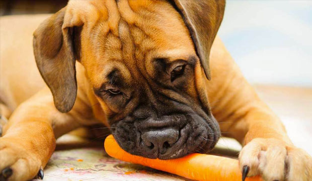 Você pode usar comida favorita como isca para dar remédio ao seu cachorro