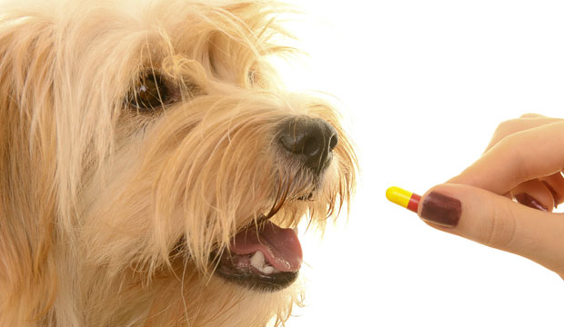 Procure petiscos que são porta comprimidos para dar remédio ao seu cachorro