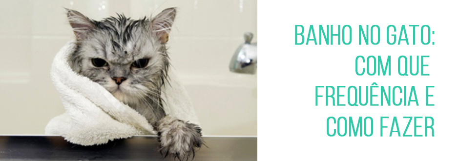 Quantas vezes o gato tem que tomar banho?