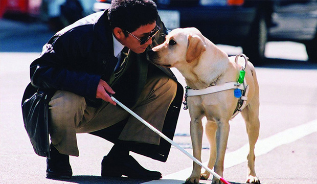 O cão-guia é treinado para ser os olhos de seu dono