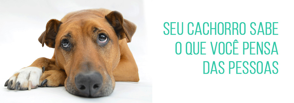 Seu cachorro nota a maneira que você trata as pessoas