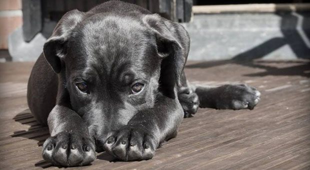 O Alzheimer canino é um processo degenerativo do sistema nervoso central