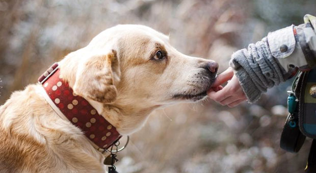 Lembre-se que só o médico veterinário pode fazer o diagnóstico do Alzheimer canino
