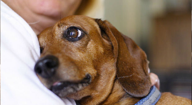 É preciso falar com o cachorro, acariciá-lo, e fazê-lo se sentir querido. 