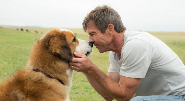 Estudos revelam o amor dos homens pelos cachorros