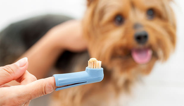 Você deve escovar os dentes do seu cachorro diariamente