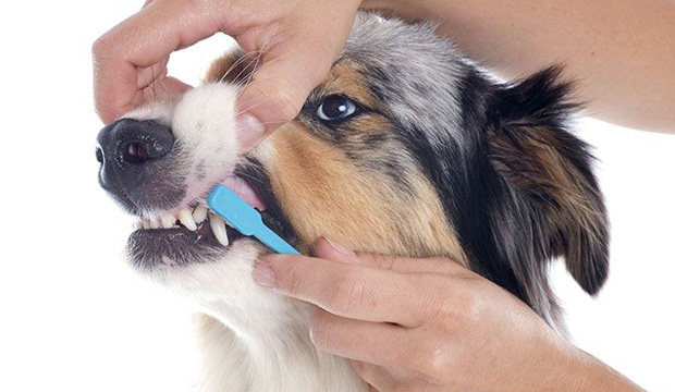 Nunca use creme dental de humanos para escovar os dentes do seu bichinho