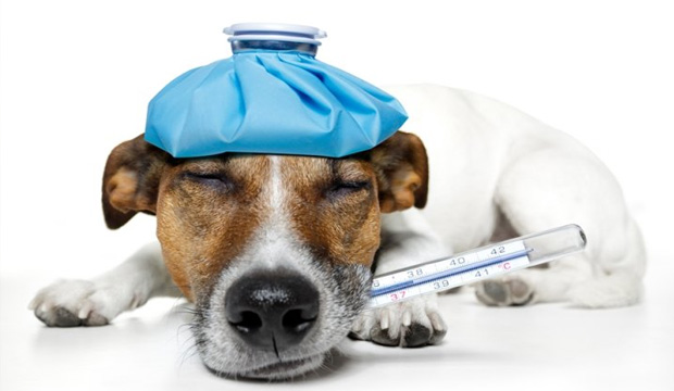 Lembre-se de não usar nenhum medicamento em seu cão que não tenha sido recomendado por um médico veterinário.