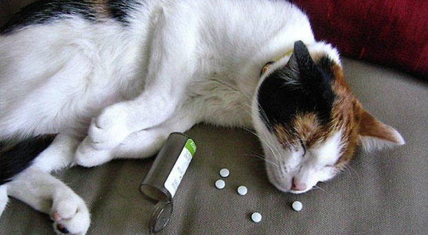 Aos tutores de gatos é preciso ficar atento aos objetos com que brincam, por onde passeiam e até onde você guarda medicamentos