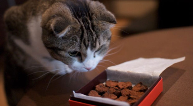 A água sanitária é um veneno para os gatos podendo causar problemas graves no sistema digestivo