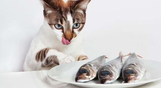 É importante manter, também, a pasta de dente longe dos gatos