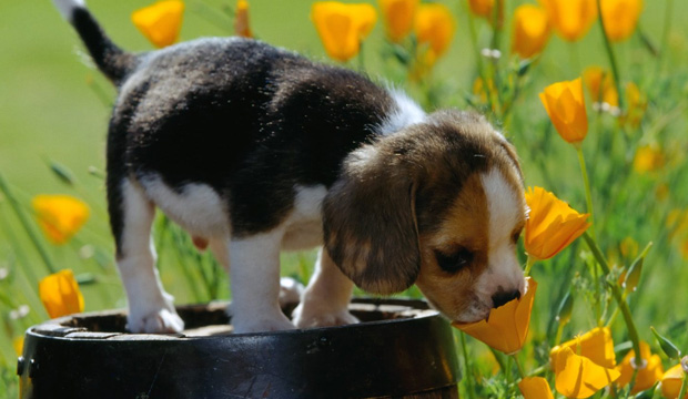 As plantas tóxicas para os animais vão desde folhagens, trepadeiras, flores coloridas até aquelas que tem cheios marcantes. 