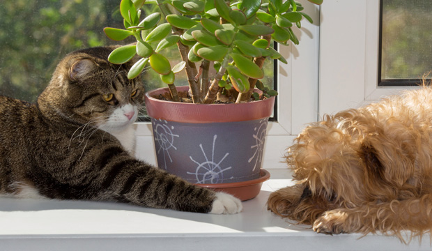 Antes de colocar um novo tipo de plantas na sua residência, pesquise e esteja certo que ela não pode causar qualquer tipo de mal ao seu peludo