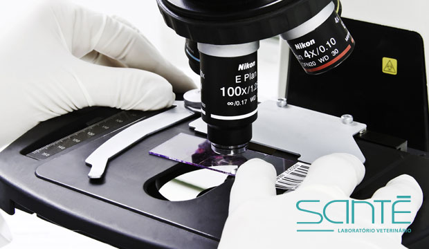 No Santé Laboratório Veterinário TODAS as amostras são lidas por profissionais capacitados com expertise para esta contagem e avaliação
