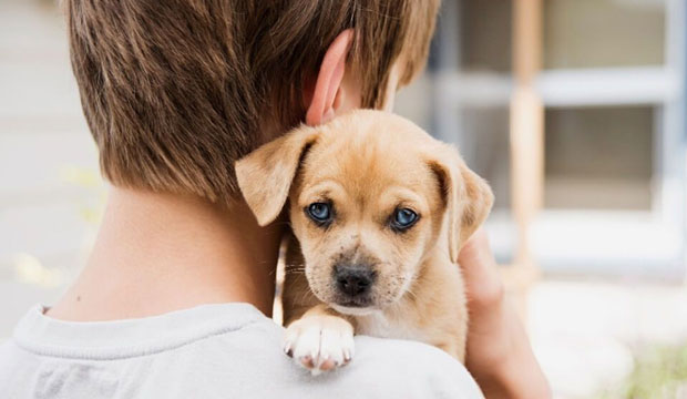 Entre as dicas para a adotar um pet está o uso de feromônios