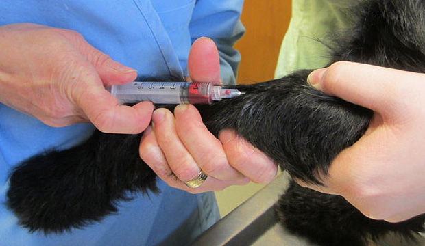 Com o uso do PRP os tecidos musculares, as cartilagens e os tendões se regeneram com mais facilidade