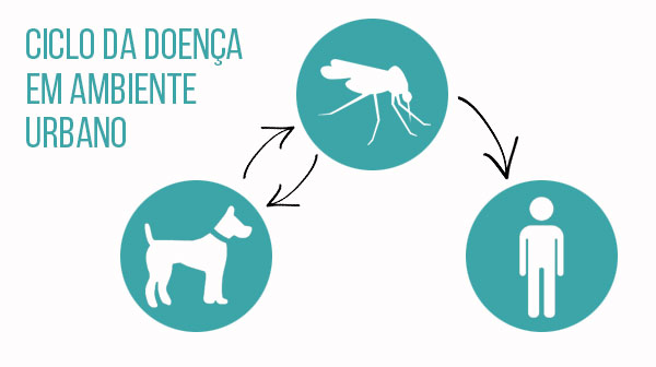 O “mosquito palha” é um dos transmissores da Leishmaniose Visceral