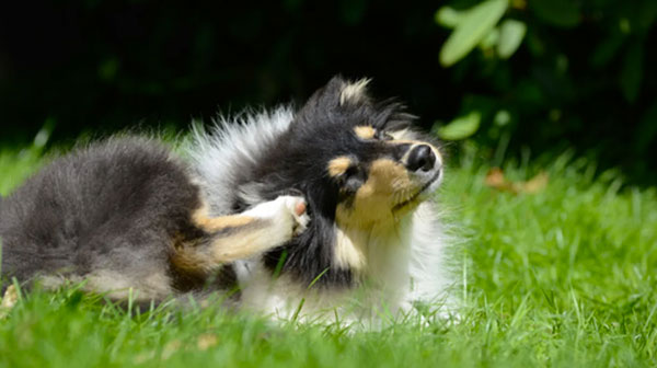 A hepatozoonose canina gera um grande incômodo para os pets